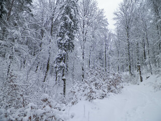 Snowy forest in Wiezyca Region. Kashubia Northern Poland.