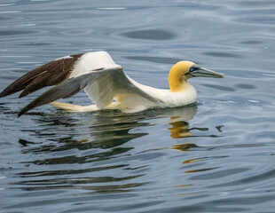 Northern gannet restinbg on the water surface of the Atlantic Ocean, Percé, Gaspésie peninsula, Quebec, Canada