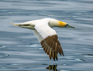 Closeup of a northern gannet in flight, Percé, Gaspésie peninsula, Quebec, Canada