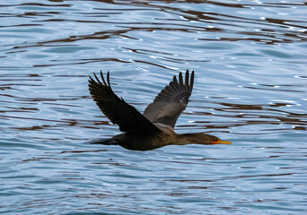 Cormorant in flight over the waters of the Gulf of St. Lawrence, Percé, Gaspésie peninsula,...