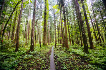 Walking Trail Near Togakushi Shrine in Japan