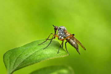 Weibliche Tanzfliege sitzt auf einem einzelnen Blatt vor gr&uuml;nem Hintergrund - Baden-W&uuml;rttemberg, Deutschland