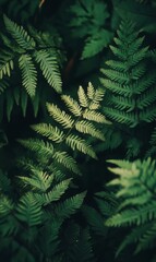 Obraz premium Overlapping fern leaves filling the entire frame, dark green tones with soft, diffused light, creating a mysterious forest atmosphere