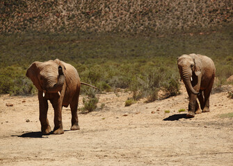 Fototapeta premium Wildlife, elephant or walking in desert in safari for conservation, endangered species or biodiversity. Grassland, herbivore animal or natural habitat in game reserve with sustainability or ecosystem