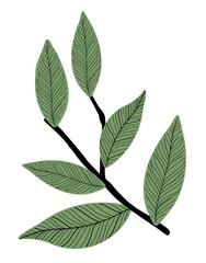 Fototapeta premium Leaf branch png sticker, aesthetic botanical doodle, transparent background