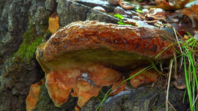 Phellinus robustus - saprophytic wood fungus on an old oak tree stump in a garden