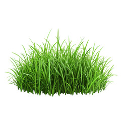green grass isolated on white