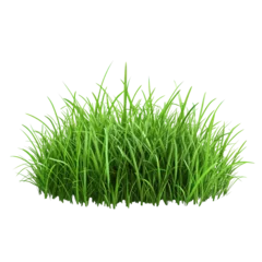 Crédence de cuisine en verre imprimé green grass isolated on white