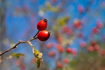 In autumn, ripe red and delicious rosehip berries are on the branch.