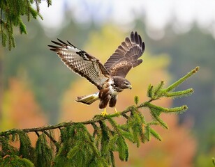 Fototapeta premium female The Bengal eagle-owl