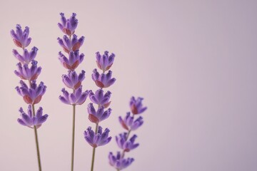Obraz premium Elegant Lavender Stems on Soft Background