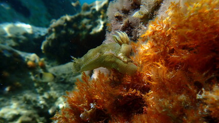 Giant doris or Regal sea goddess (Felimare picta) undersea, Aegean Sea, Greece, Halkidiki, Afytos beach