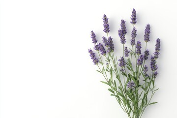 Fototapeta premium Fresh Lavender Bouquet on White Background