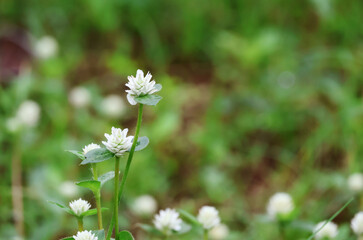 Wild Amaranth Small white flowers, green leaves wet from rainwater. green background

