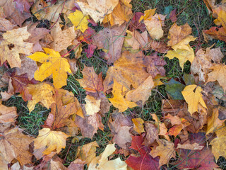 abstract background of fallen autumn leaves