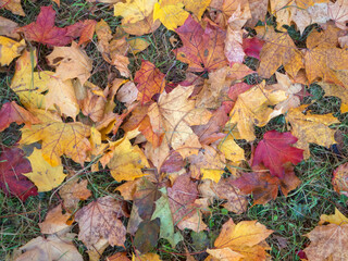 abstract background of fallen leaves on the ground