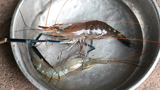 live fresh shrimps on an aquarium sold on a fish wet market