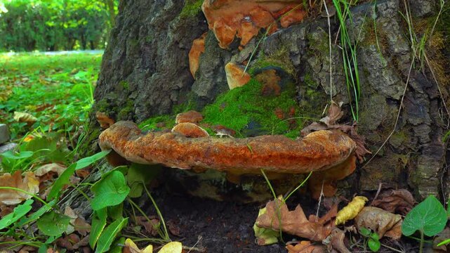 Phellinus robustus - saprophytic wood fungus on an old oak tree stump in a garden