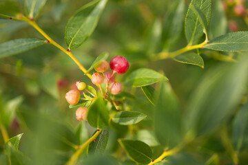 Red blueberries ripen in summer garden, Vaccinium angustifolium organic blueberry produce. Northern blueberry or sweet hurts (Vaccinium boreale) cultivated at bio farm. High quality photo