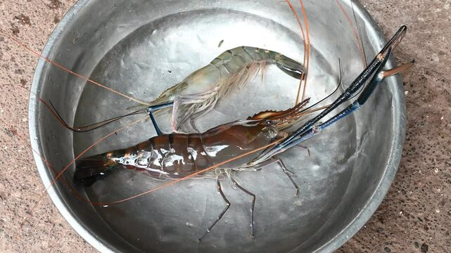 live fresh shrimps on an aquarium sold on a fish wet market