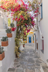 Wander through the picturesque lanes of Hydra, where traditional houses are enhanced by blooming bougainvillea and rustic stone pathways, creating a serene summer atmosphere.