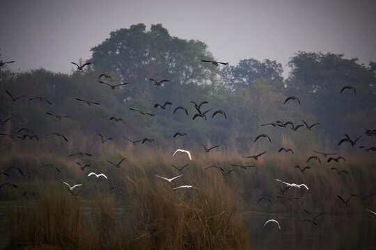 spectacle of a massive flock of Lesser Whistling Ducks in dynamic flight over a wetland. High-speed wildlife action. Falgu River wetland, Jehanabad, Bihar, Bharat, India
