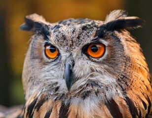 Obraz premium animal, eye, bird, vision, owl, night, binocular, nocturnal, prey, face, strigiformes, big, panoramic, yellow, wildlife, black, portrait, great, closeup, looking, wild, nature, white, beauty, feather,
