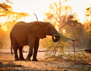 mock charging practice by an baby African Bush Elephant