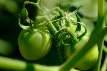 Tomatoes are plants of the Solanaceae family, plants native to Central and South America, from Mexico to Peru. Its scientific name is Solanum lycopersicum. Green tomatoes are raw tomatoes. 