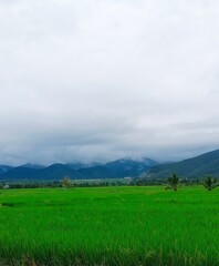 Obraz premium field and sky