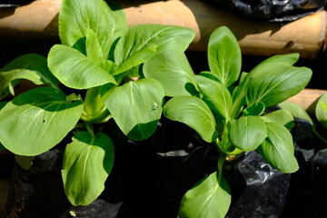 Bok choy, pak choi or pok choi is a type of Chinese cabbage cultivated as a leaf vegetable to be...