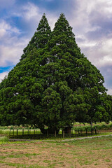 Obraz premium 山形県 鮭川村 小杉の大杉