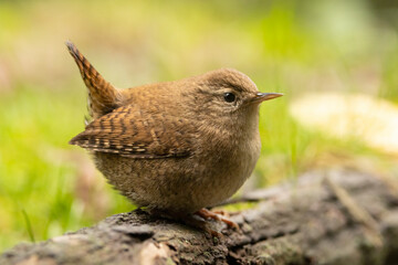 Primo piano di scricciolo nel bosco in autunno
