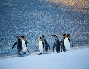 Fototapeta premium Emperor penguin chick. Close-up