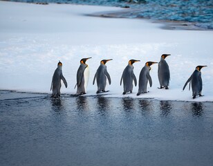 Obraz premium Emperor penguin chick. Close-up