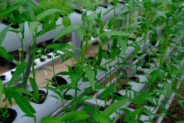 Fototapeta premium Kale is a plant that includes vegetables and is grown as food. Water spinach is widely available in the Asian region. This water spinach is planted by the hydroponic method. Ipomoea aquatica. 