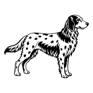 recommend clip art: english setter dog full body icon. Black and white logo, dog silhouette, engraving style. Pet character. Vector illustration