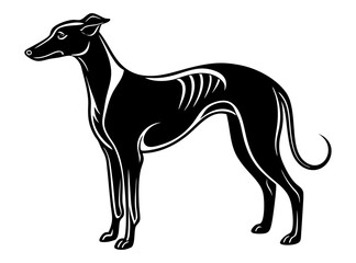 Obraz premium greyhound dog full body icon. Black and white logo, dog silhouette, engraving style. Pet character. Vector illustration