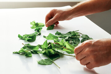 Collecting medicinal herbs. Men's hands laying out mint stems and leaves for drying. Fresh homemade greens from the garden