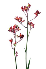 PNG red flower, anigozanthos sticker
