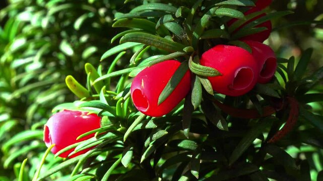 European yew Taxus baccata - poisonous red berries on an ornamental yew shrub in autumn in a park, Ukraine