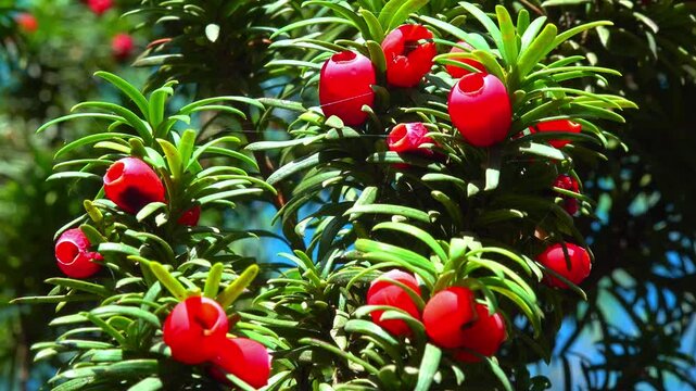 European yew Taxus baccata - poisonous red berries on an ornamental yew shrub in autumn in a park, Ukraine