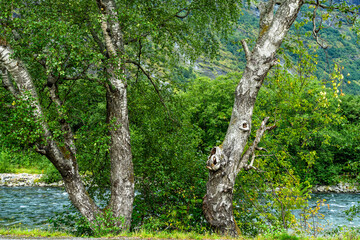 Birken an einem Bach