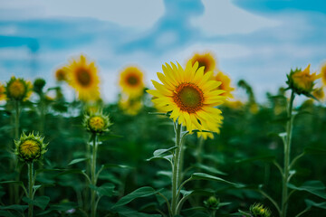 Fototapeta premium ひまわり 向日葵