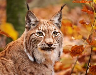 Obraz premium European lynx small baby kitten