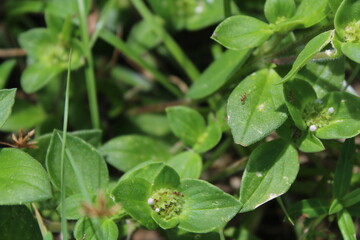 Close-up and nature-based pictures