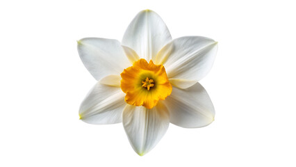 Obraz premium wild narcissus flower isolated on transparent background