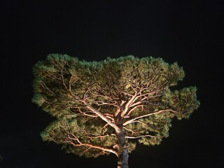 Pine tree