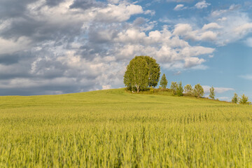 green field and blue sky