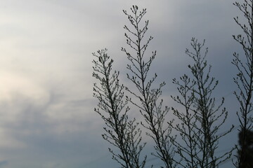 Close-up and nature-based pictures